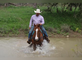 Quarter horse américain, Hongre, 6 Ans, 168 cm, Alezan cuivré