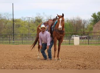 Quarter horse américain, Hongre, 6 Ans, 168 cm, Alezan cuivré