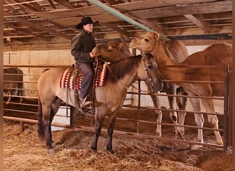 Quarter horse américain, Hongre, 6 Ans, 168 cm, Grullo