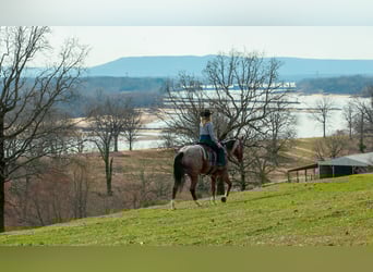 Quarter horse américain, Hongre, 6 Ans, 168 cm, Roan-Bay