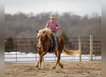 Quarter horse américain Croisé, Hongre, 6 Ans, 170 cm, Alezan cuivré