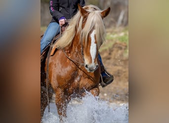 Quarter horse américain Croisé, Hongre, 6 Ans, 170 cm, Alezan cuivré