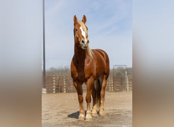 Quarter horse américain Croisé, Hongre, 6 Ans, 170 cm, Alezan cuivré