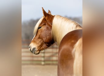 Quarter horse américain Croisé, Hongre, 6 Ans, 170 cm, Alezan cuivré