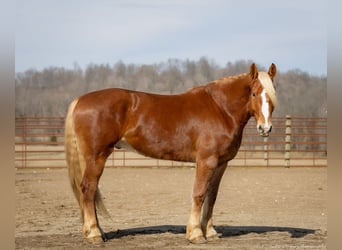 Quarter horse américain Croisé, Hongre, 6 Ans, 170 cm, Alezan cuivré