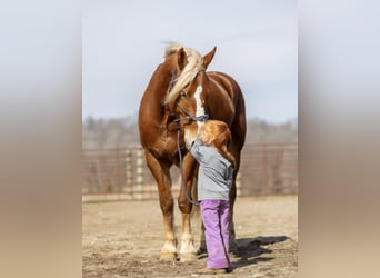 Quarter horse américain Croisé, Hongre, 6 Ans, 170 cm, Alezan cuivré