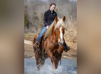 Quarter horse américain Croisé, Hongre, 6 Ans, 170 cm, Alezan cuivré