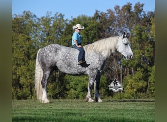 Quarter horse américain, Hongre, 6 Ans, 170 cm, Gris pommelé