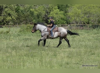 Quarter horse américain, Hongre, 6 Ans, 170 cm, Roan-Bay