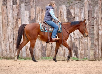 Quarter horse américain Croisé, Hongre, 6 Ans, 173 cm, Bai cerise