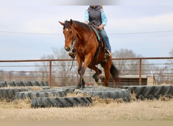 Quarter horse américain Croisé, Hongre, 6 Ans, 173 cm, Bai cerise