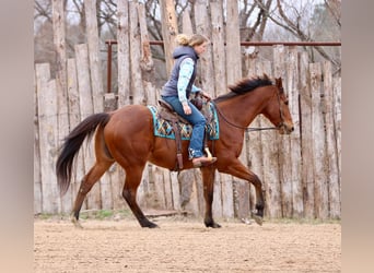 Quarter horse américain Croisé, Hongre, 6 Ans, 173 cm, Bai cerise
