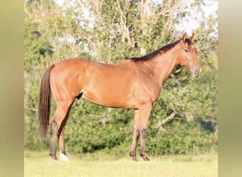 Quarter horse américain Croisé, Hongre, 6 Ans, 173 cm, Bai cerise