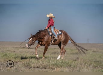 Quarter horse américain, Hongre, 6 Ans, Alezan brûlé