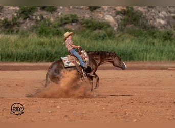 Quarter horse américain, Hongre, 6 Ans, Alezan brûlé