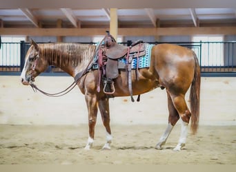 Quarter horse américain, Hongre, 6 Ans, Alezan brûlé