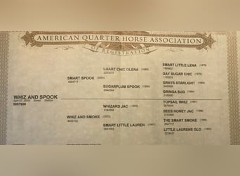 Quarter horse américain, Hongre, 6 Ans, Alezan brûlé