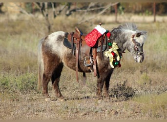 Quarter horse américain, Hongre, 6 Ans, Alezan brûlé