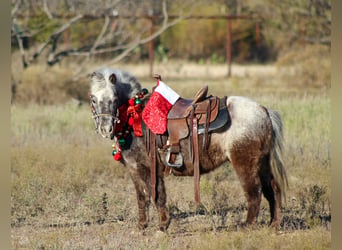 Quarter horse américain, Hongre, 6 Ans, Alezan brûlé