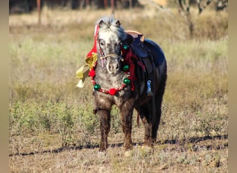Quarter horse américain, Hongre, 6 Ans, Alezan brûlé