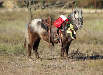 Quarter horse américain, Hongre, 6 Ans, Alezan brûlé