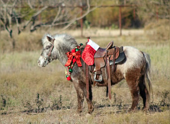 Quarter horse américain, Hongre, 6 Ans, Alezan brûlé
