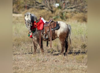 Quarter horse américain, Hongre, 6 Ans, Alezan brûlé