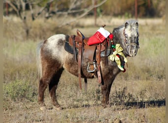 Quarter horse américain, Hongre, 6 Ans, Alezan brûlé