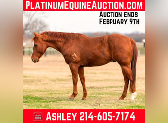 Quarter horse américain, Hongre, 6 Ans, Alezan brûlé