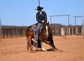 Quarter horse américain, Hongre, 6 Ans, Alezan cuivré