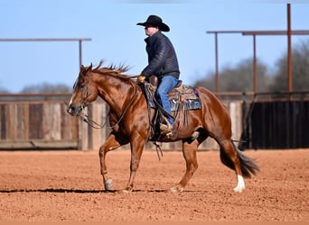 Quarter horse américain, Hongre, 6 Ans, Alezan cuivré