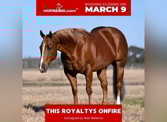 Quarter horse américain, Hongre, 6 Ans, Alezan cuivré