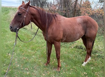 Quarter horse américain, Hongre, 6 Ans, Alezan cuivré