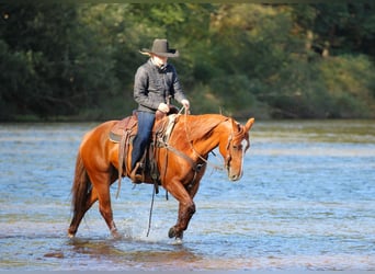 Quarter horse américain, Hongre, 6 Ans, Alezan cuivré