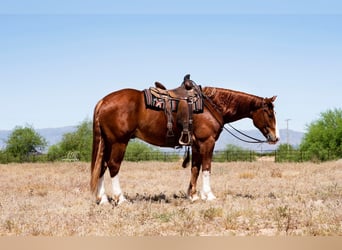 Quarter horse américain Croisé, Hongre, 6 Ans, Alezan cuivré