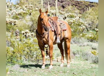 Quarter horse américain, Hongre, 6 Ans, Alezan dun