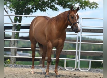 Quarter horse américain, Hongre, 6 Ans, Alezan dun