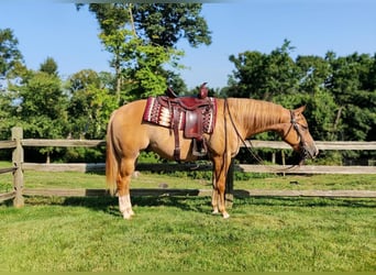 Quarter horse américain, Hongre, 6 Ans, Alezan dun