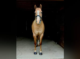 Quarter horse américain, Hongre, 6 Ans, Alezan dun