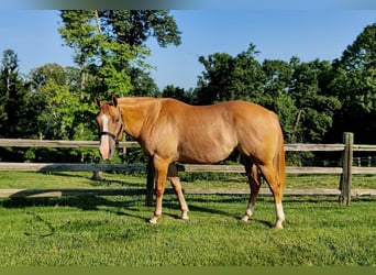 Quarter horse américain, Hongre, 6 Ans, Alezan dun