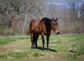 Quarter horse américain, Hongre, 6 Ans, Bai cerise