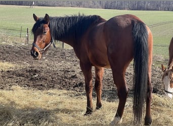 Quarter horse américain Croisé, Hongre, 6 Ans, Bai