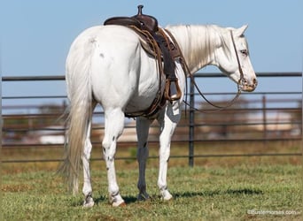 Quarter horse américain, Hongre, 6 Ans, Blanc