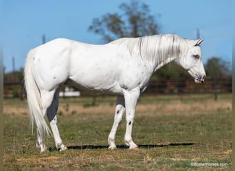 Quarter horse américain, Hongre, 6 Ans, Blanc