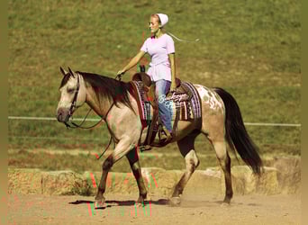 Quarter horse américain Croisé, Hongre, 6 Ans, Buckskin