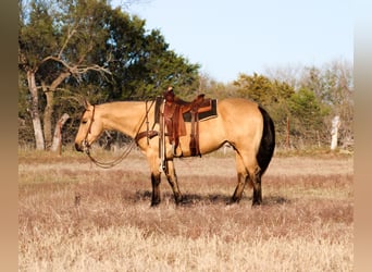 Quarter horse américain, Hongre, 6 Ans, Buckskin