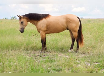 Quarter horse américain, Hongre, 6 Ans, Buckskin