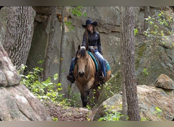 Quarter horse américain, Hongre, 6 Ans, Buckskin