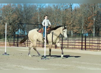 Quarter horse américain, Hongre, 6 Ans, Buckskin