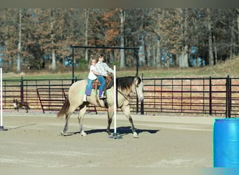 Quarter horse américain, Hongre, 6 Ans, Buckskin
